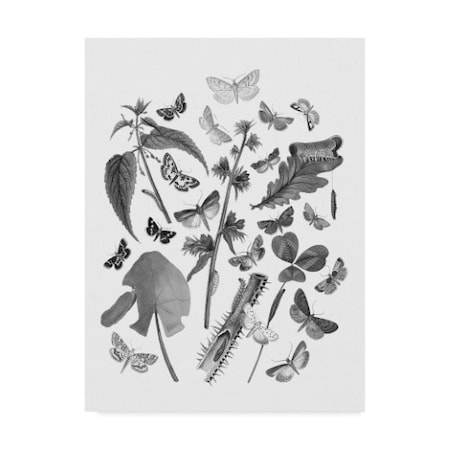 Wild Apple Portfolio 'Butterfly Bouquet Iii Linen Bw Iii' Canvas Art,35x47